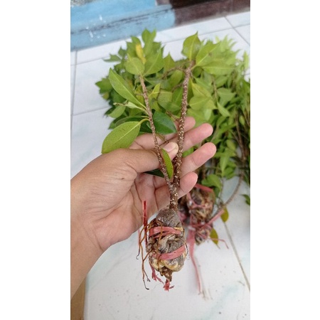 cangkok kimeng ukuran tusuk sate. kimeng murah