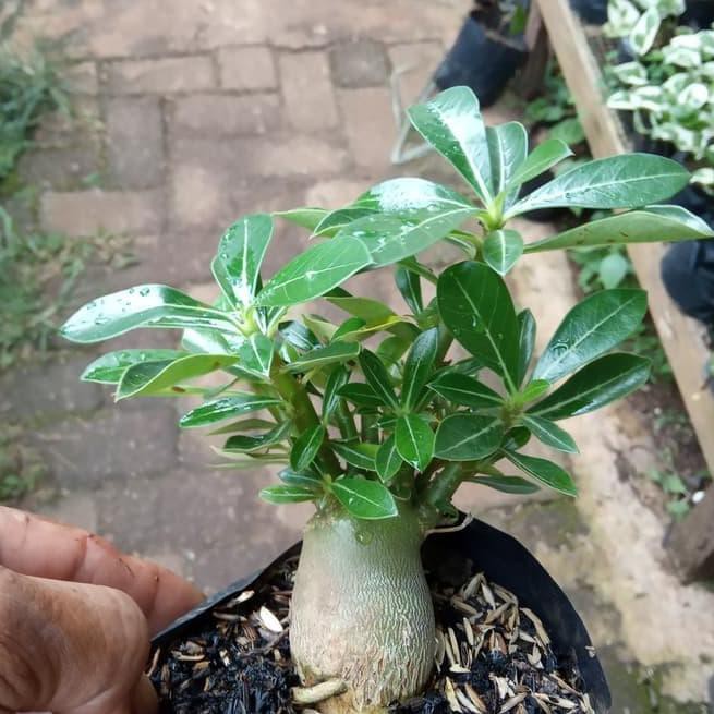 BELI BOSKYU _ BONSAI ADENIUM ARABICUM-bibit tanaman bonsai adenium arabicum