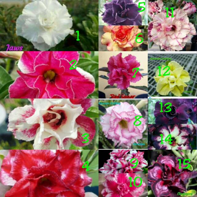 bibit bunga kamboja jepang tumpuk