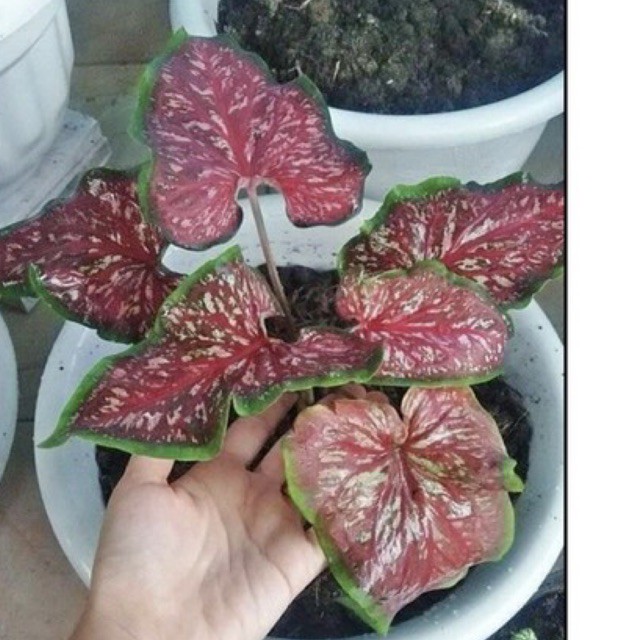 caladium Whorthon dewasa, Caladium Thailand ,Caladium hybrid