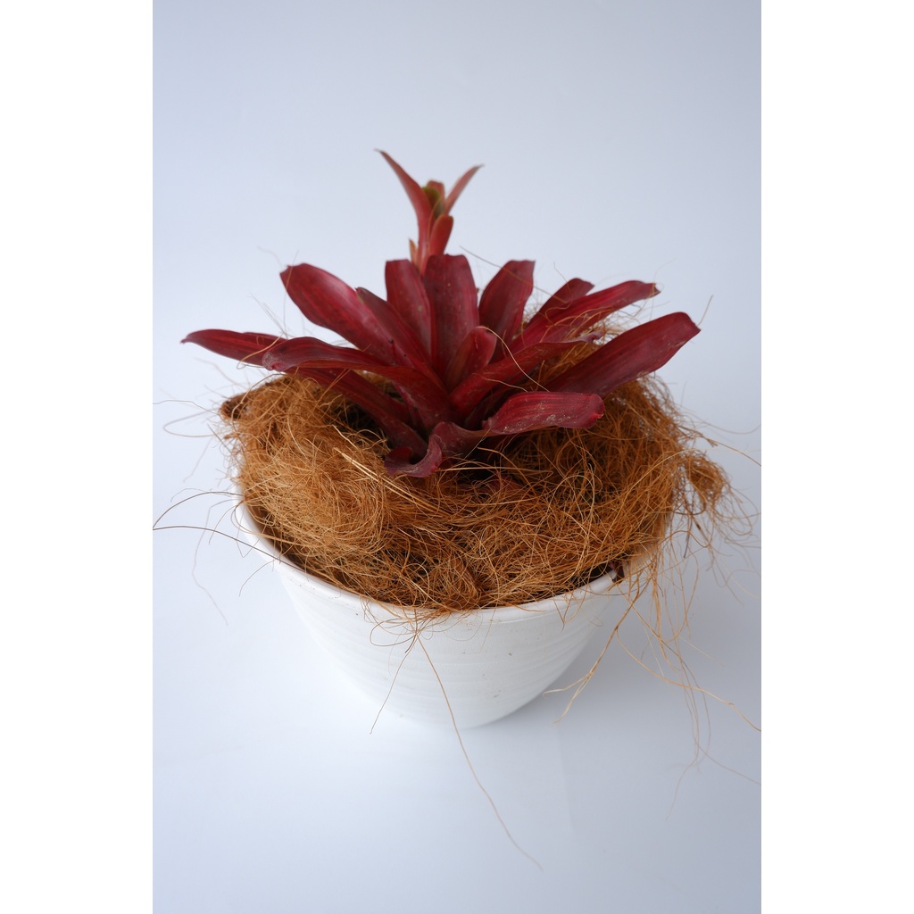 Bromelia Merah - Tanaman Hias