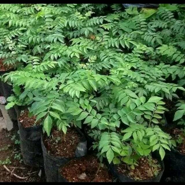 Paket 5 bibit salam koja/pohon salam koja