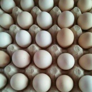 

Telur Ayam Kampung Fertil - Bisa di tetaskan dan untuk jamu