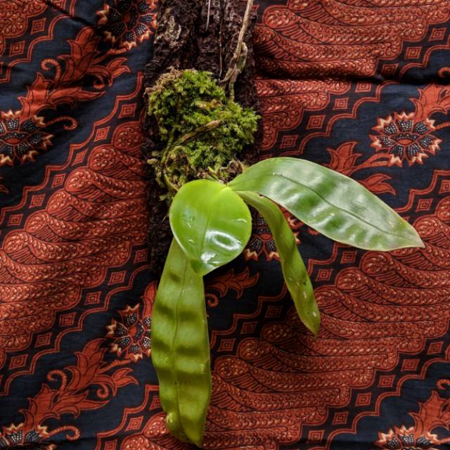 Anggrek Spesies Phalaenopsis Violacea