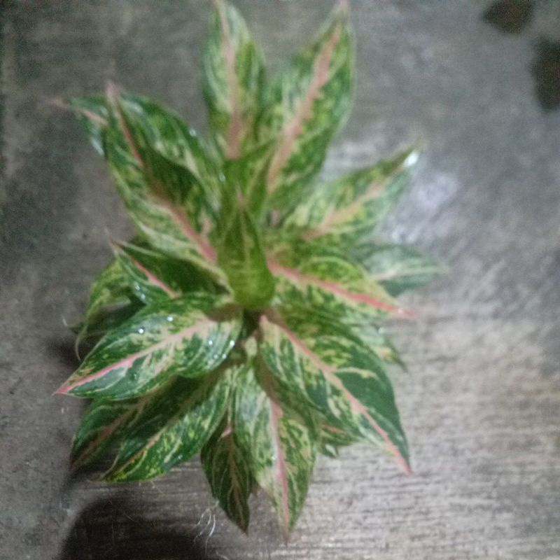 aglonema butetflay rumpun