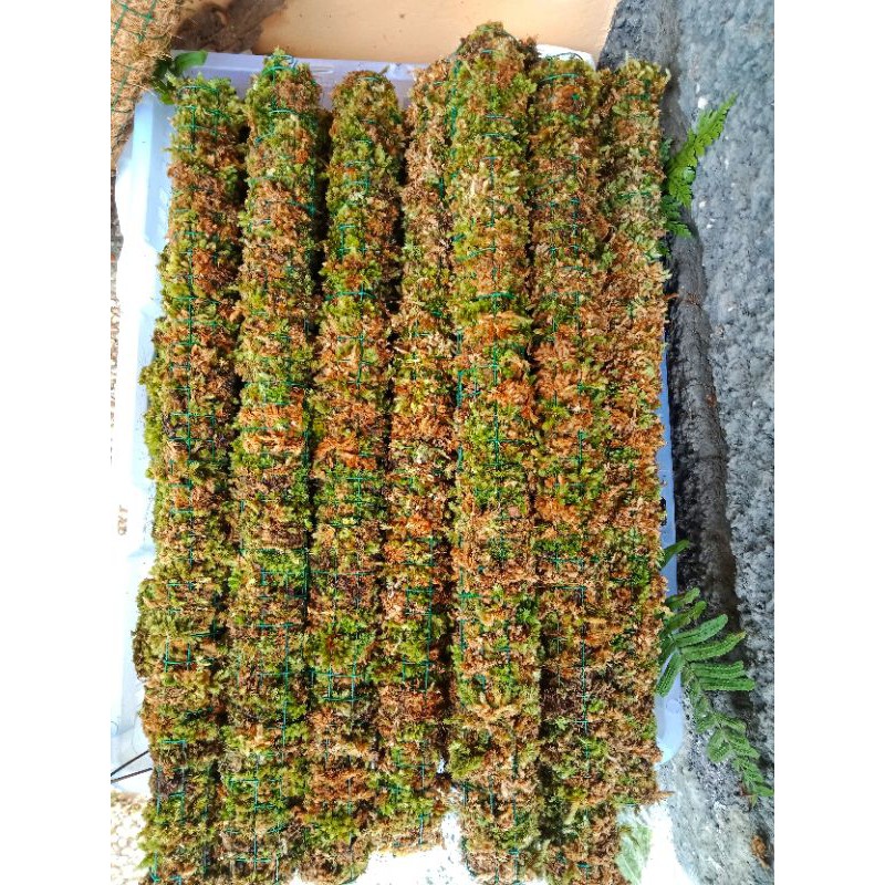 turus lumut hutan/tiang dari lumut /media tanam/forest moss