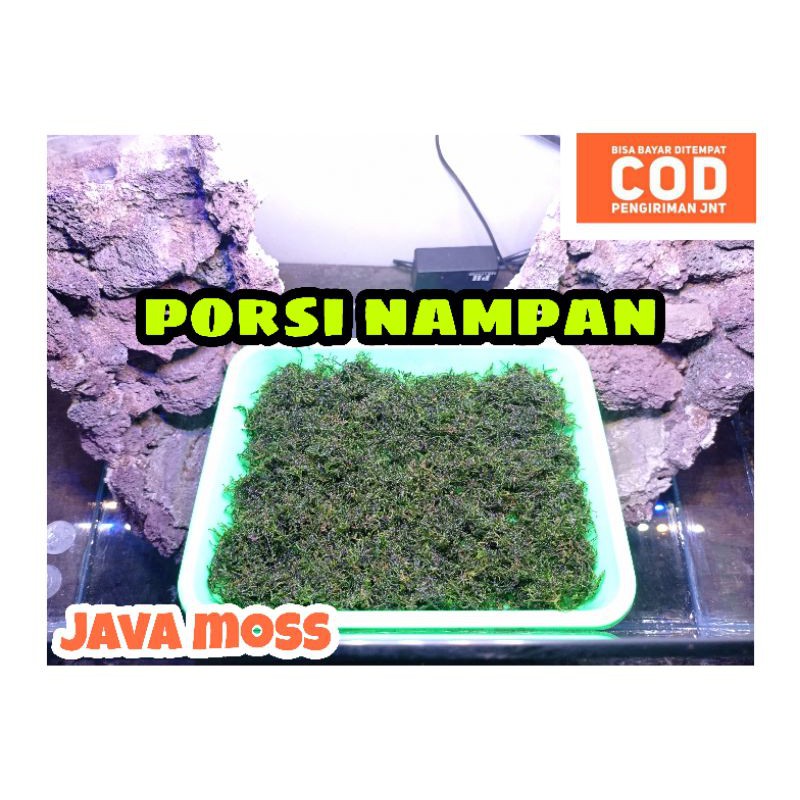 Java Moss per nampan