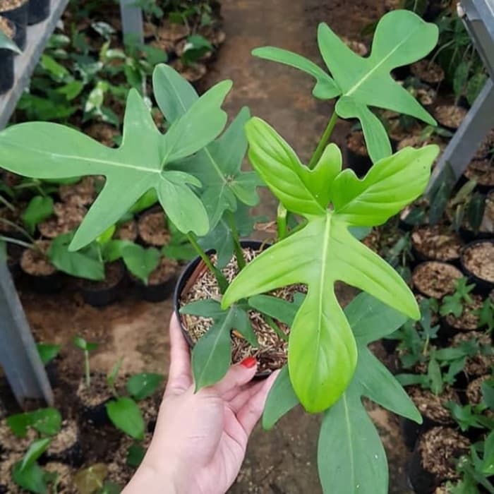 Tanaman hias hidup philodendron merpati philodendron florida