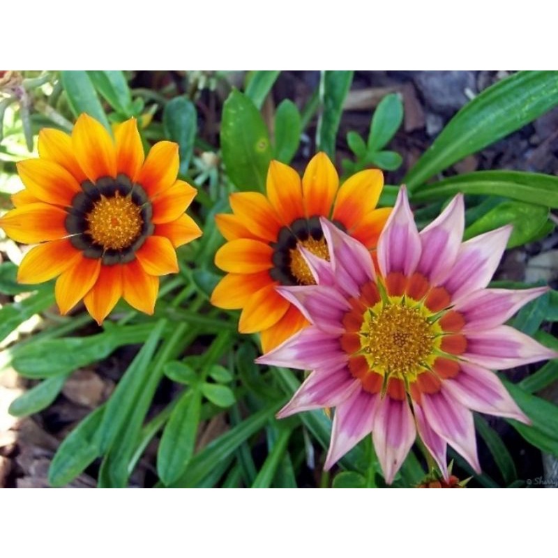 Macam-macam Tanaman Bunga GAZANIA