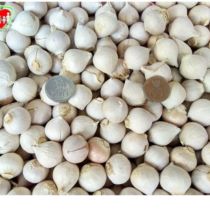 

Terlaris « Bawang Putih Tunggal Super / Lanang 500 gram Super Import B7ώU