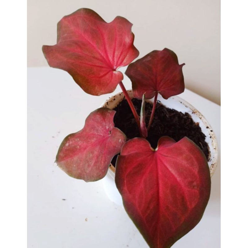 CALADIUM RED PELITA , CALADIUM PELITA, keladi pelita , keladi red pelita