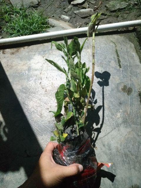 Bibit Butrowali Bibit Tanaman Butrowali Bibit Benih Tanaman Butrowali