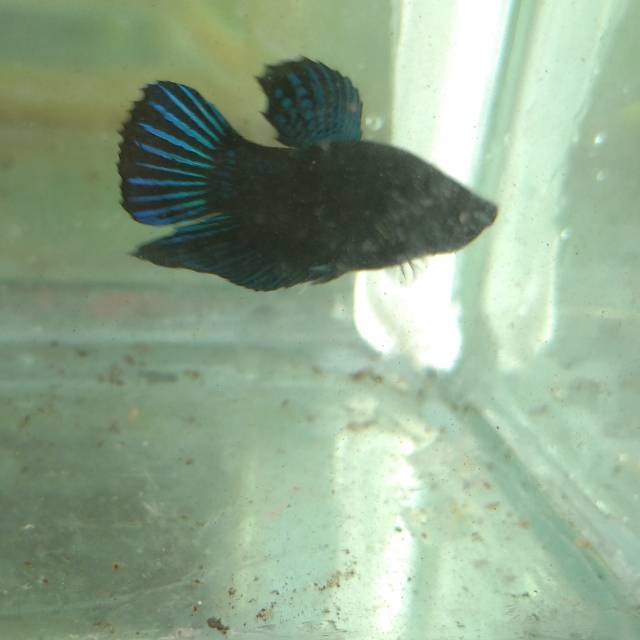 Ikan cupang bangkok aduan hiasan aquarium