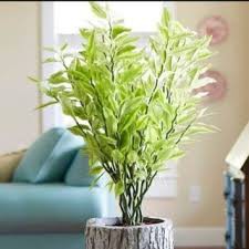 Tanaman hias ZigZag Plant / Bibit tanaman patah tulang