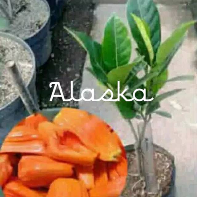 Bibit Nangka Merah Super,