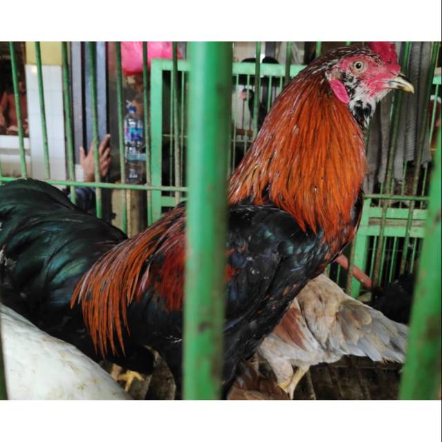 

AYAM JAGO POLL UK 2,5KG