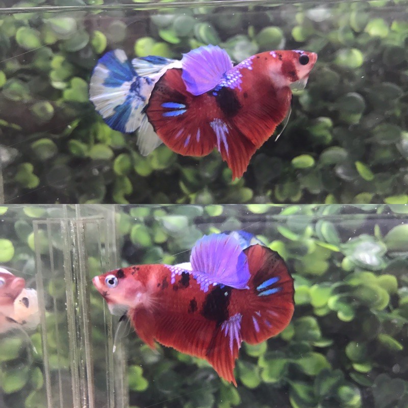 

ikan cupang red koi galaxy