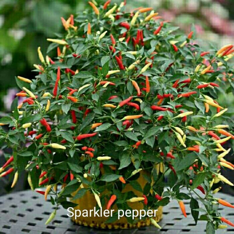 Benih Biji Cabai Hias - Sparkler Pepper Seeds
