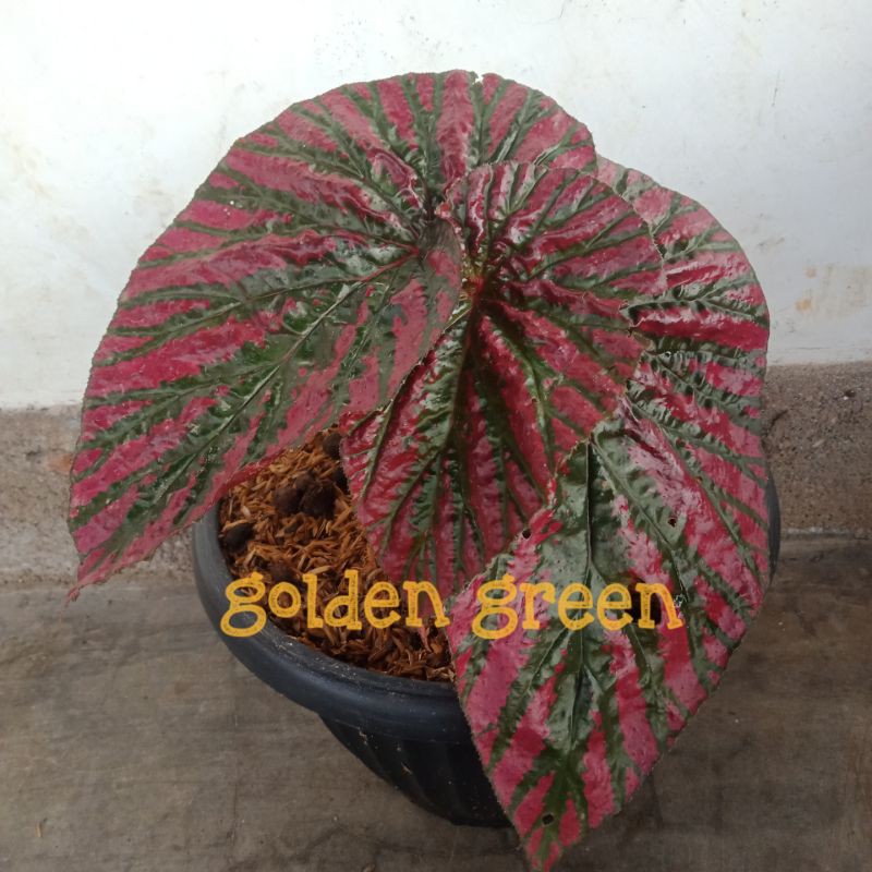 tanaman hias begonia cantik begonia begonia