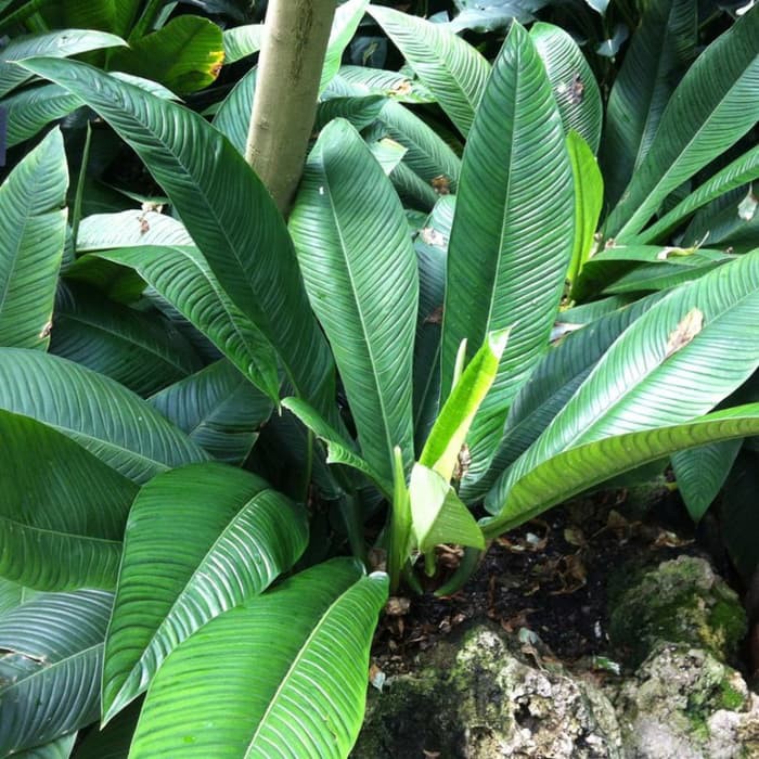 PHILODENDRON LYNETTE