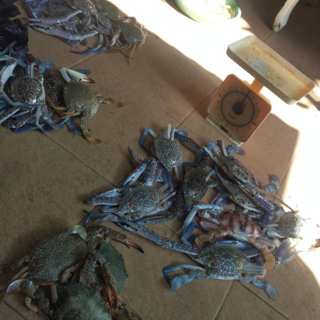 

Rajungan/kepiting Laut Super 1kg isi 4-6 Ekor