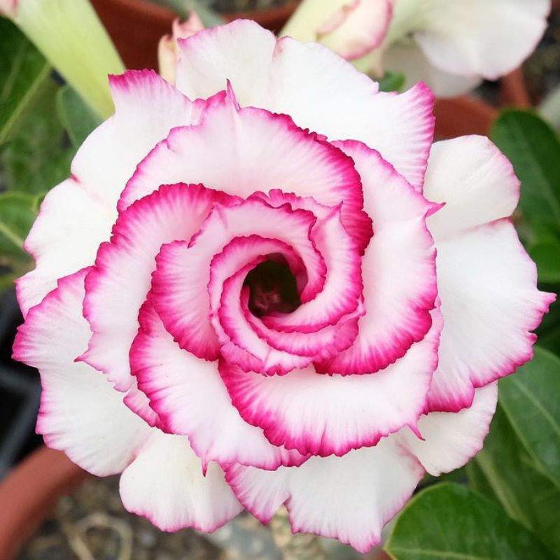 Promo adenium bunga tumpuk grafting