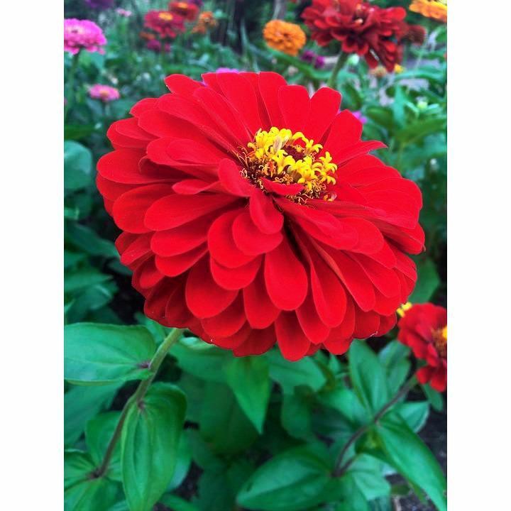 Benih-Bibit Bunga Zinnia Cherry Queen (Haira Seed)