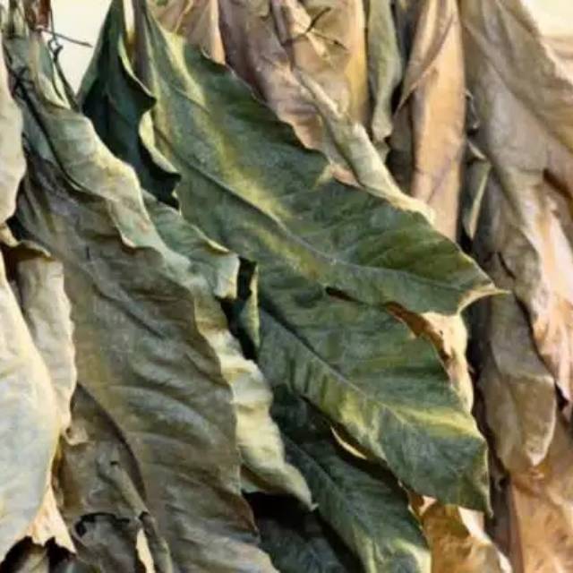 

Daun sukun kering 100gram termurah