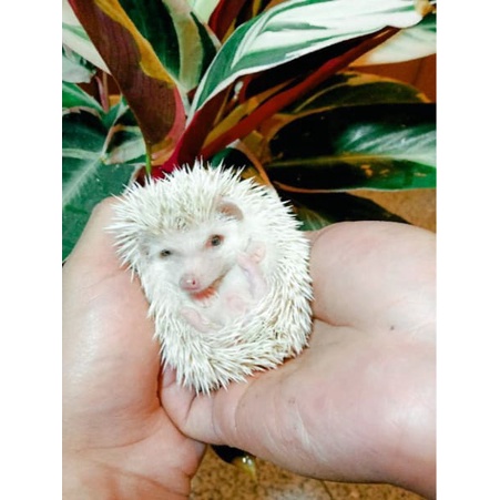 Landak Albino Mini