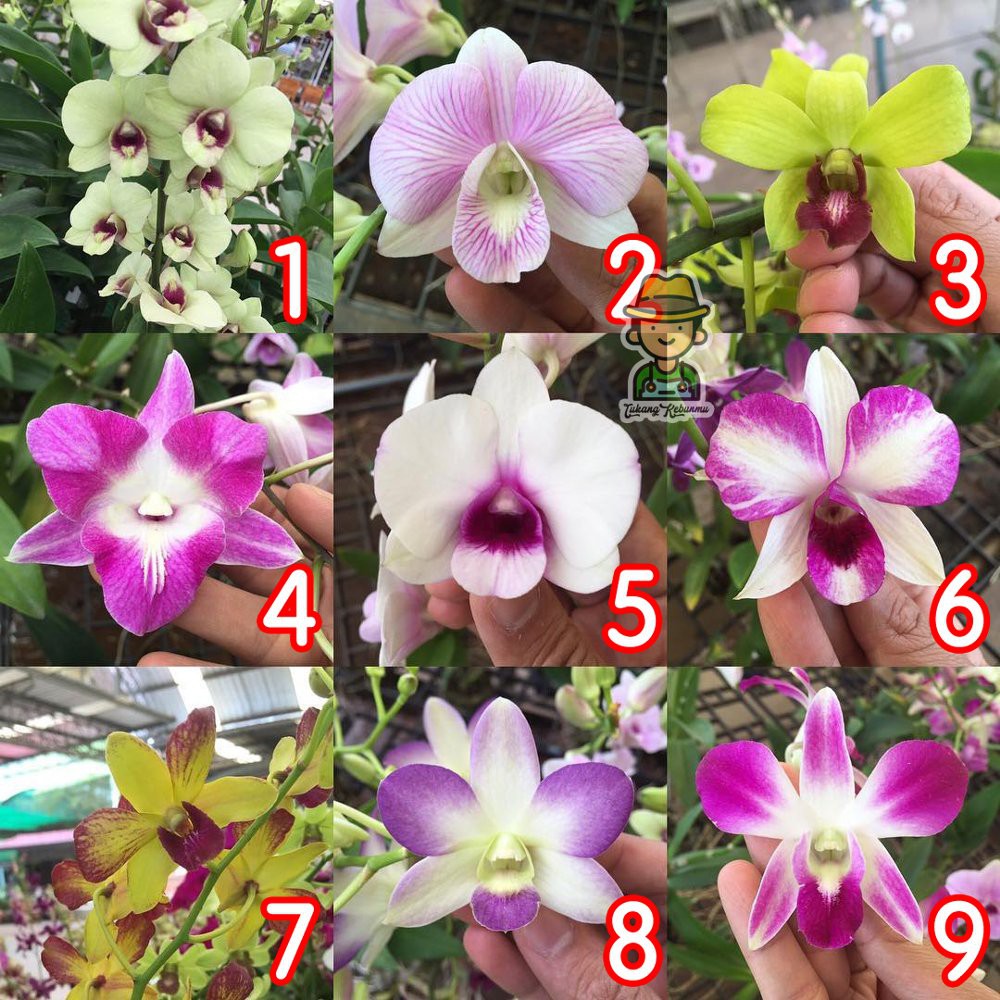 Paket Seedling  Anggrek  Dendrobium Umur 4 6 Bulan Hybrid 