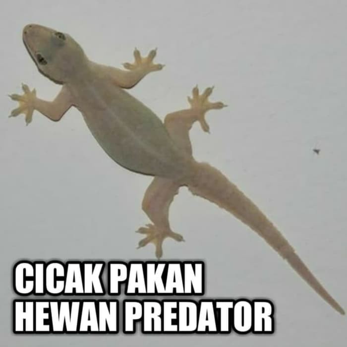 10 ekor cicak hidup pakan hewan predator