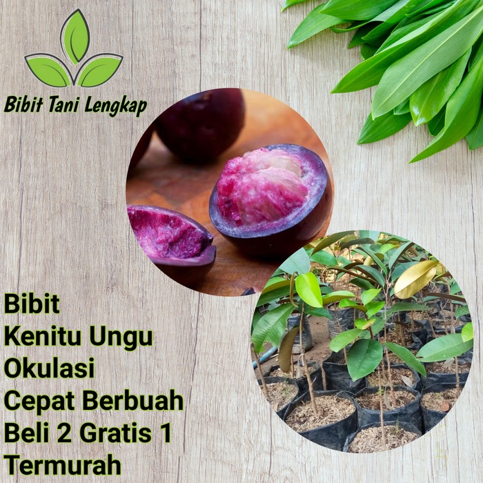 Bibit Tanaman Buah Kenitu Ungu super