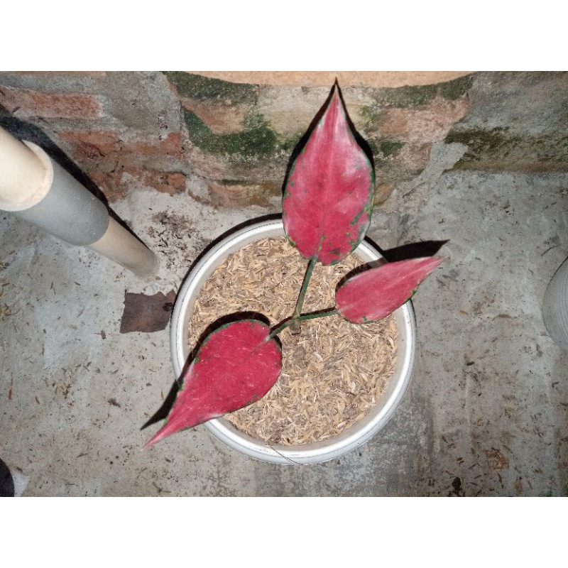 aglonema red garuda & lady kristin