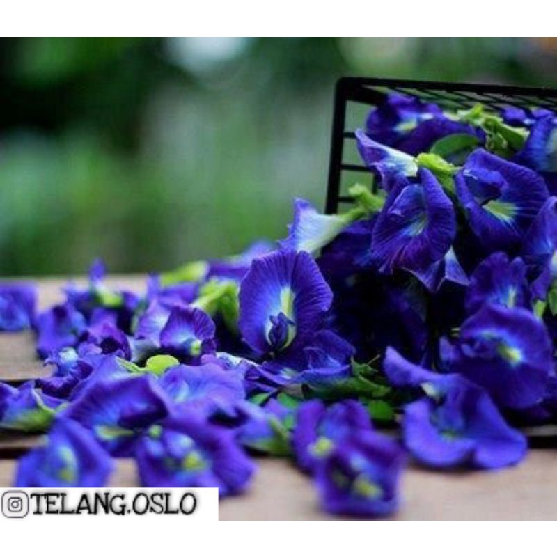 

Telang/ Teh Telang/ Bunga Telang/ Kembang Telang/ Clitoria ternatea