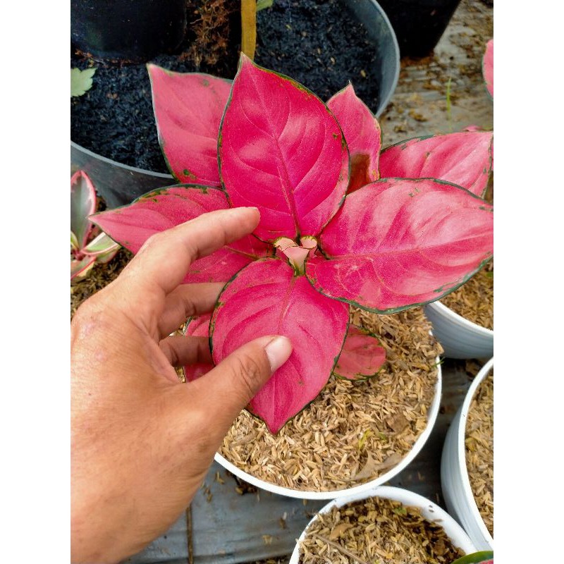 Tanaman hias Aglonema red anjani