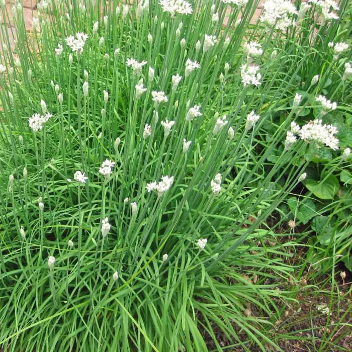 Bibit-Biji Kucai/Garlic Chives (Haira Seed)