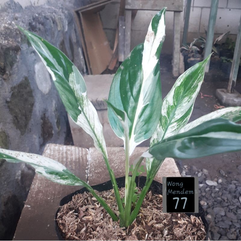 Bunga sepatu filum variegata