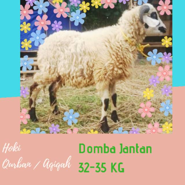 

Domba Jantan Aqiqah - Berat ~ 32-35 Kg