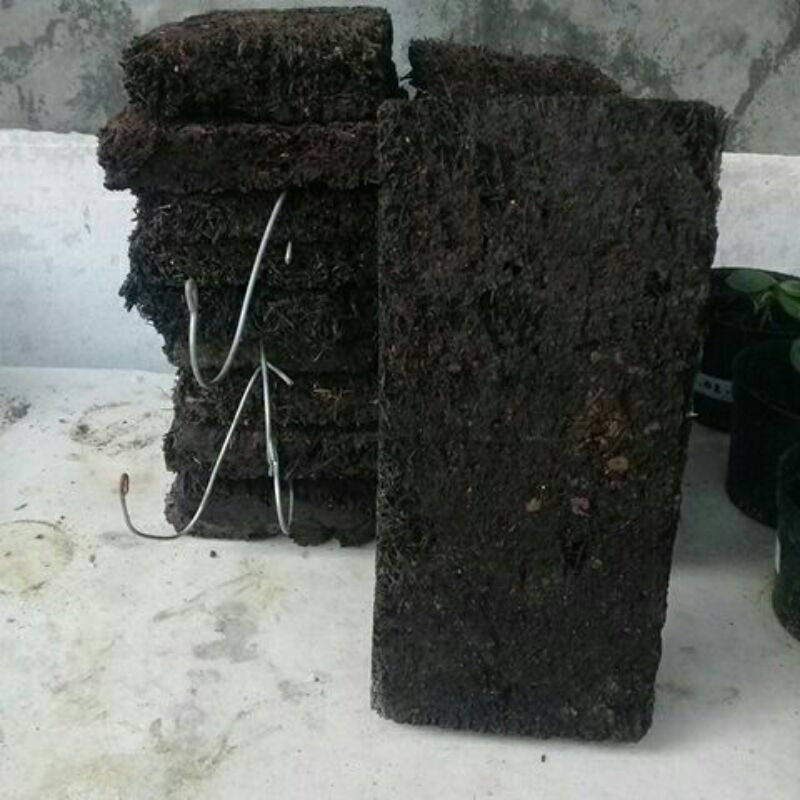 papan akar pakis media tanam anggrek