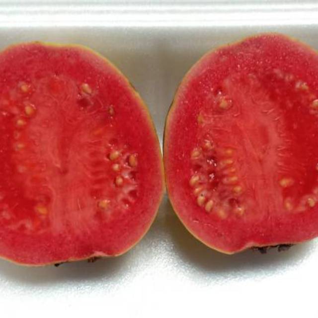

Jambu biji merah