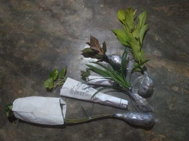 Tanaman Hias Aglonema Lipstik Siam Aurora