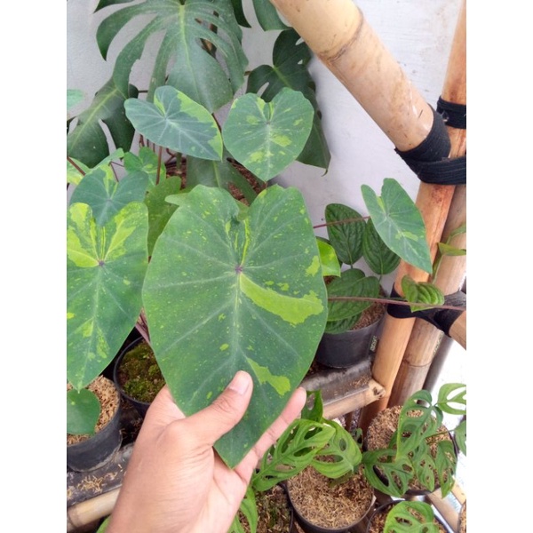colocasia lime gecko/kolokasia varigata kuning