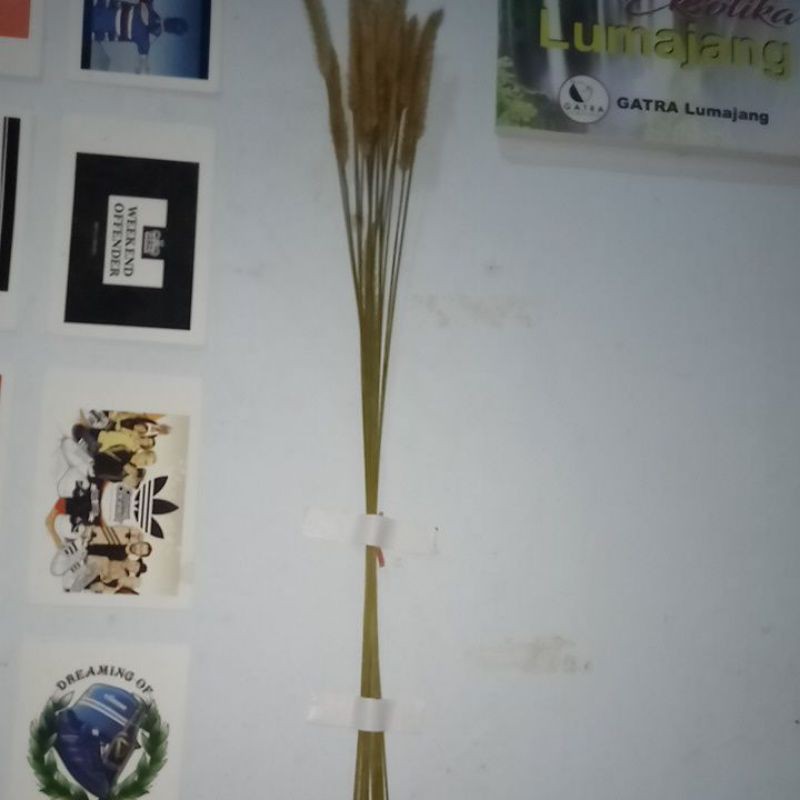 

bunga