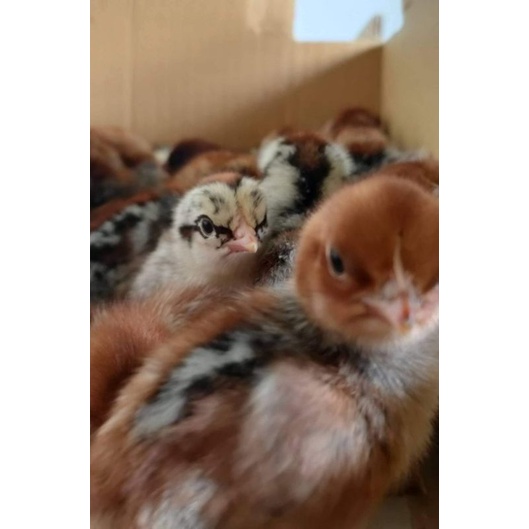 DOC ayam Arab campur jantan dan betina (pengiriman hanya daerah Jabodetabek saja)