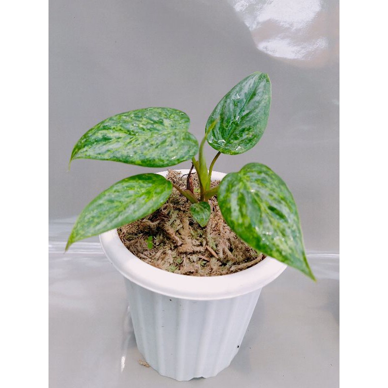 TANANAB BUNGA PHILODENDRON SODIROI VARIGATA TANAMAN HIAS BUNGA PHILO TANAMAN KOLEKSI BUNGA VARIGATA