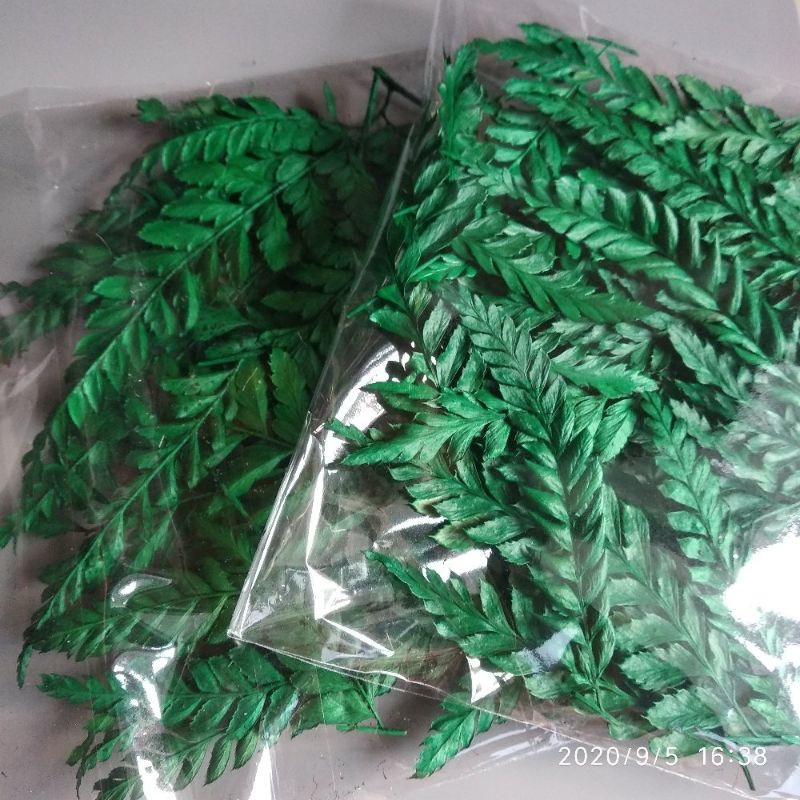 Daun pakis kering  hiasan rustic - driedflower - dekorasi