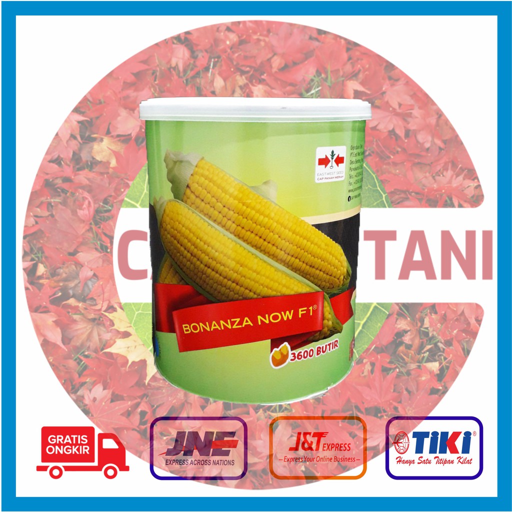 Benih Jagung Manis Bonanza Now F1 @ 3600 butir Kemasan Kaleng