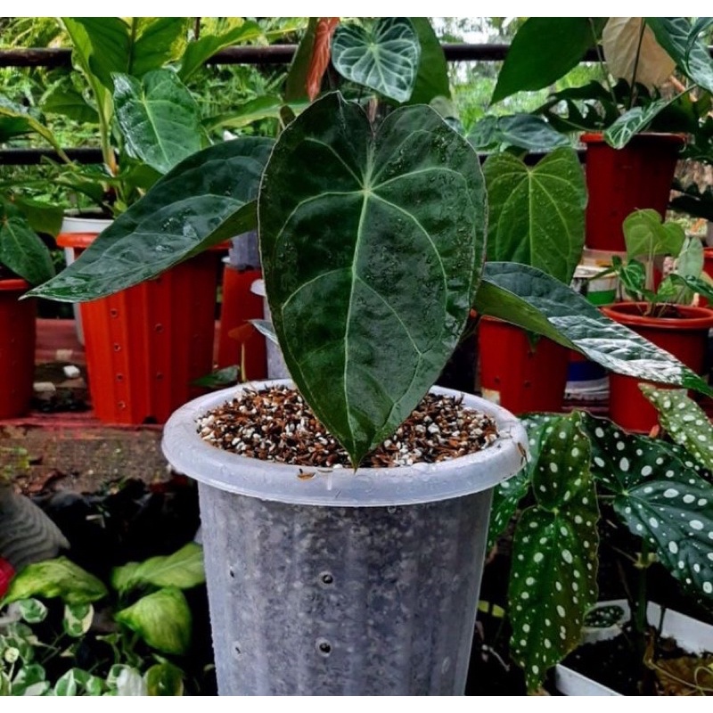 Tanaman Has bonggol Anturium kuping gajah papilaminum x forgeti