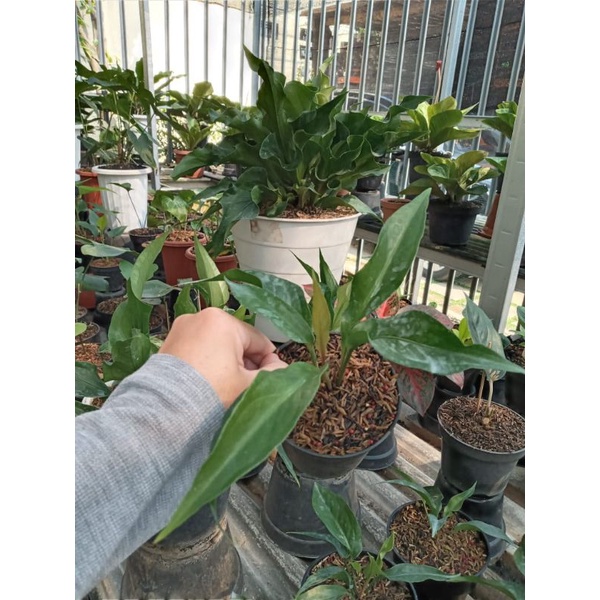 anthurium obor ( dari indukan obor merah ) rimbun