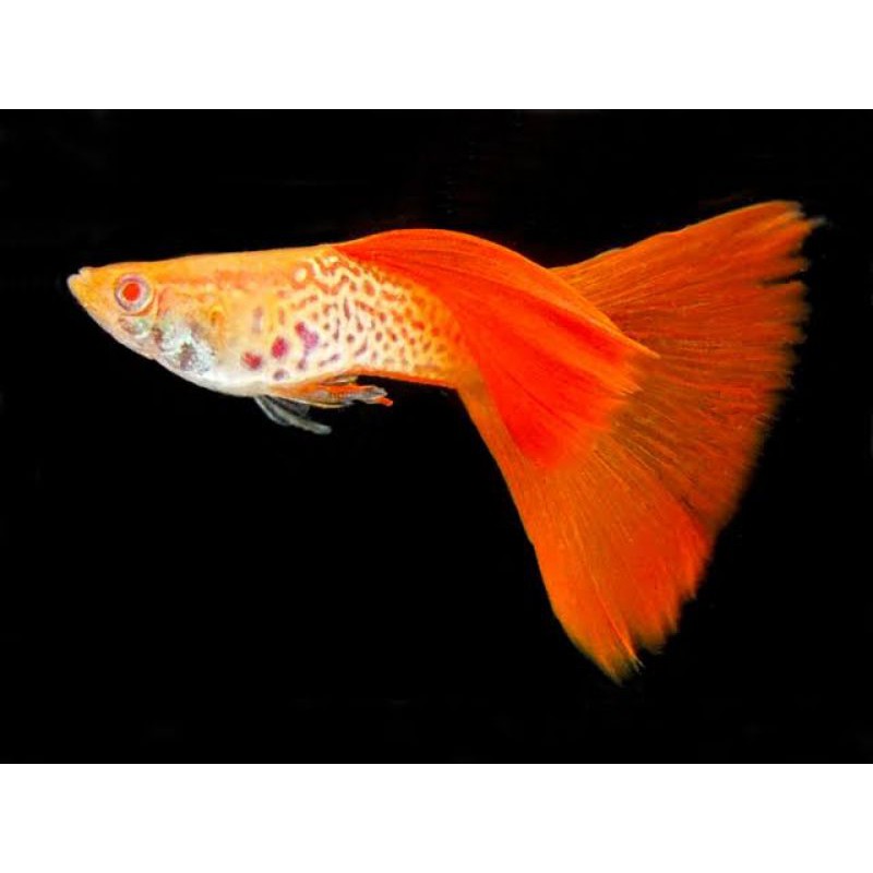 Jual Albino Snakeskin Red Tail (ASSRT 